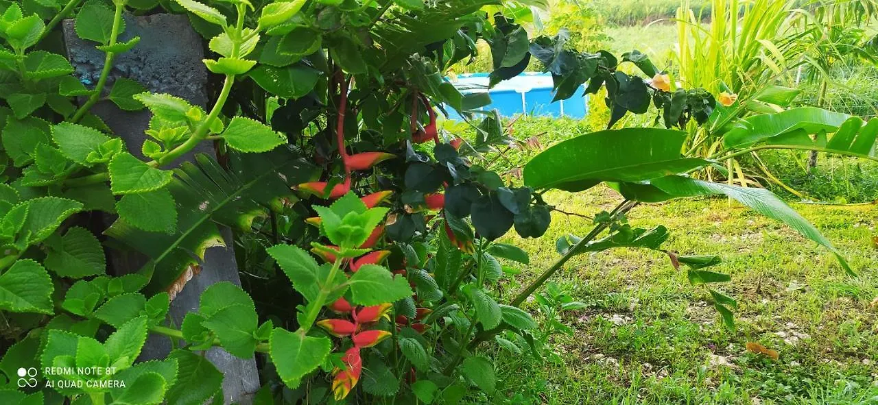 Kaz A Klemence Gite Creole Avec Piscine Et Table Dhotes A Anse Bertrand